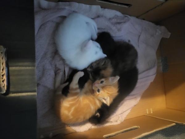 Image 4 of 2 litters available,5 kittens for sale ready june 6 kittens
