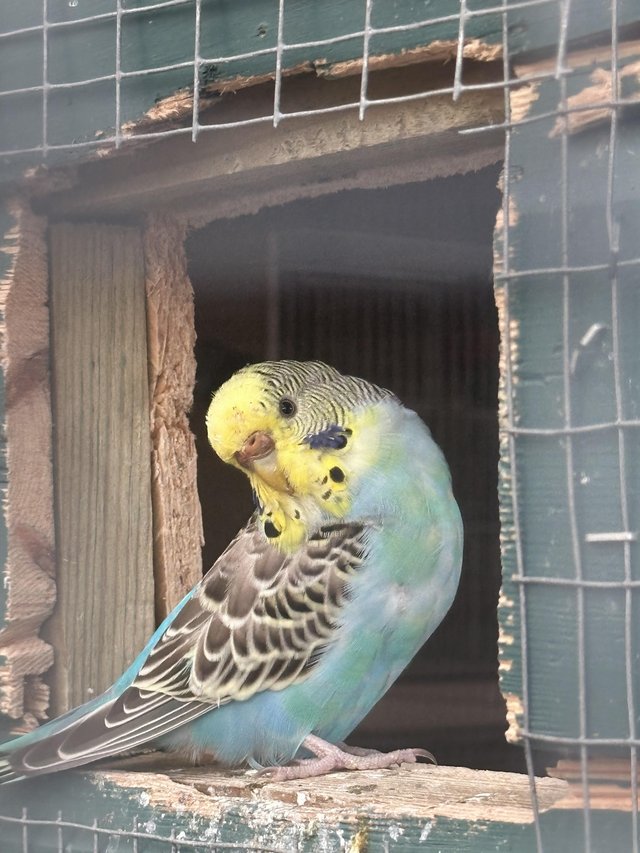 Preview of the first image of Budgie colony of 14 to go together.