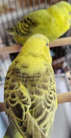 Image 4 of Beautiful Baby Budgies available