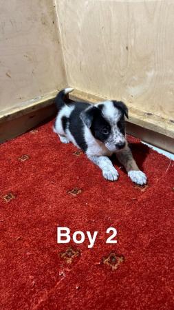 Image 8 of 4 Border Collie pups for sale