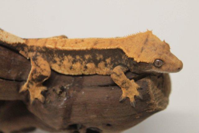 Image 13 of Crested geckos males and females