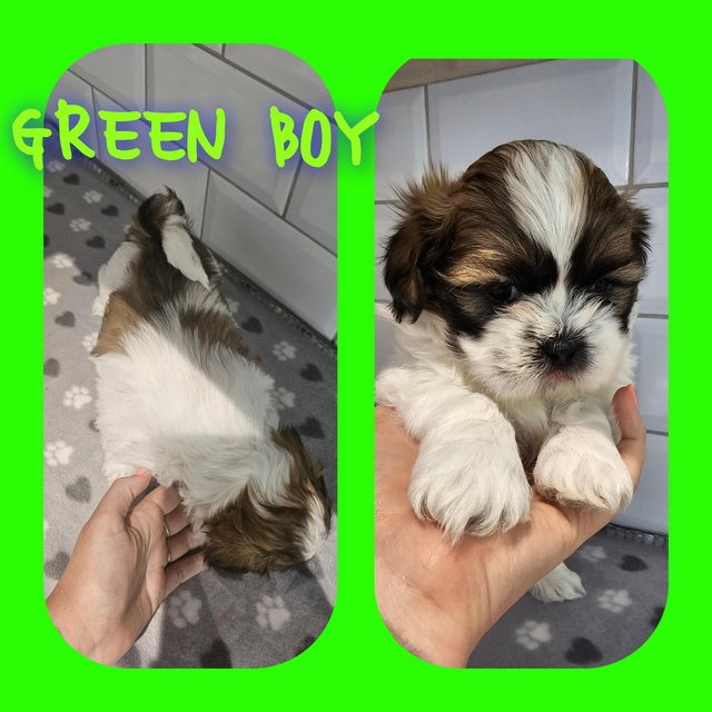 Preview of the first image of Beautiful lhasa apso babies 3 boys 1 girl left.