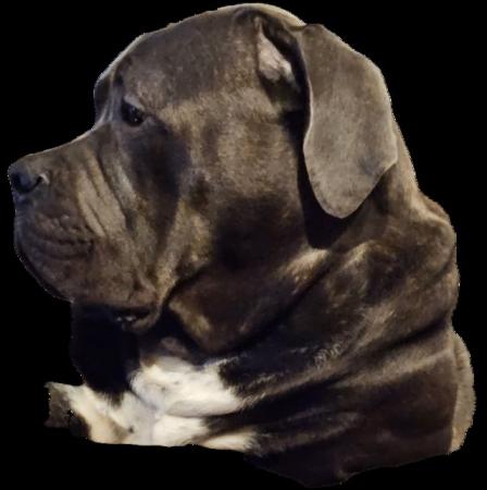 Image 1 of Looking for mastiff type dog