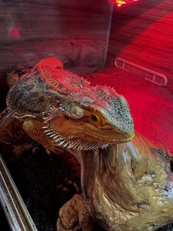 Image 4 of Breeding pair of Bearded dragons and full set up