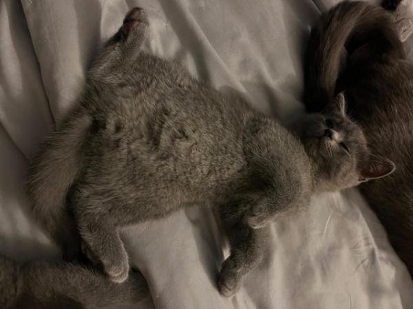 Image 22 of Adorable British blue kittens ready to go now