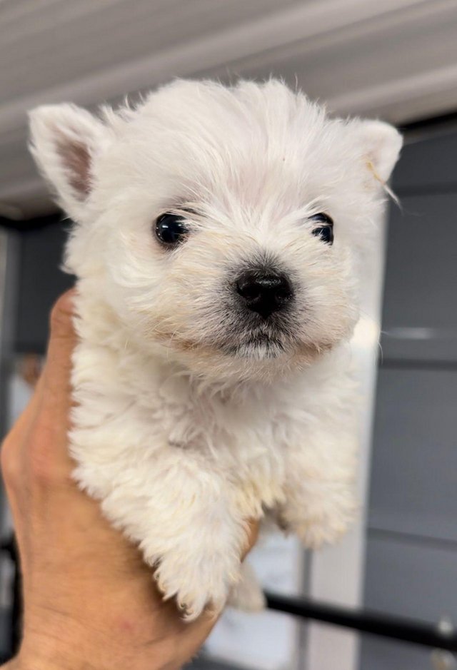 Preview of the first image of KC registered West Highland Terriers.