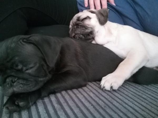 Image 14 of * Last fawn boy available£700 beautiful pug puppy*