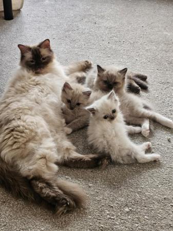 Image 5 of Ragdoll Kitten- Last Kitten Available!