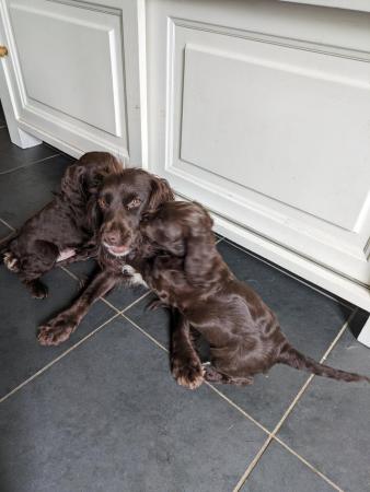 Image 6 of Working Cocker Spaniel Puppies for Sale