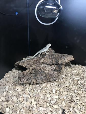 Image 4 of Bearded Dragon Still A Baby
