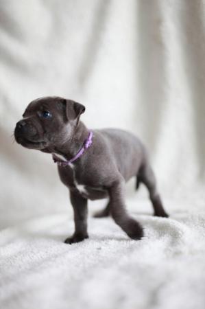 Image 1 of beautiful champion blue Staffordshire bull terrier puppies
