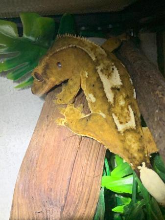 Image 2 of Various crested geckos for sale