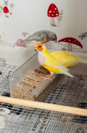 Image 3 of Pair of yellow Gouldian Finch for sale