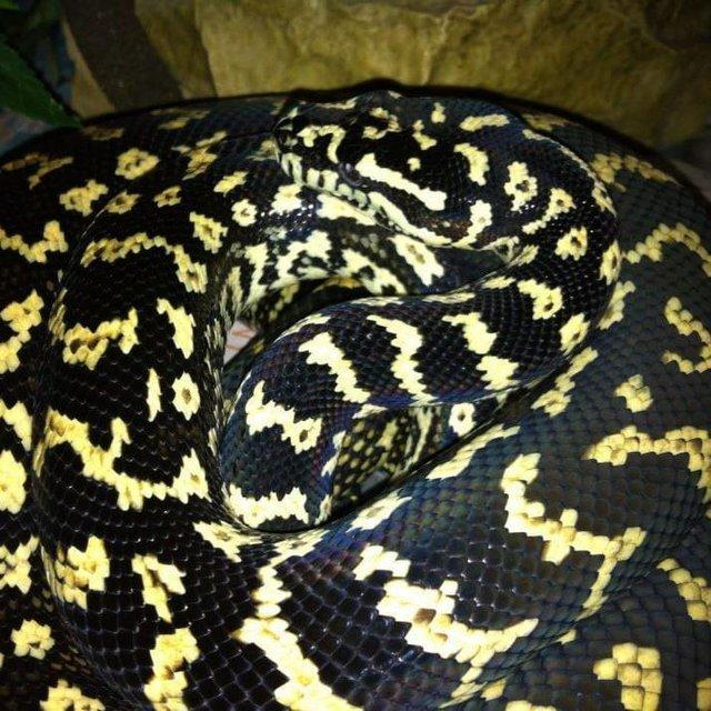 Preview of the first image of Breeding pair of jungle carpet pythons.