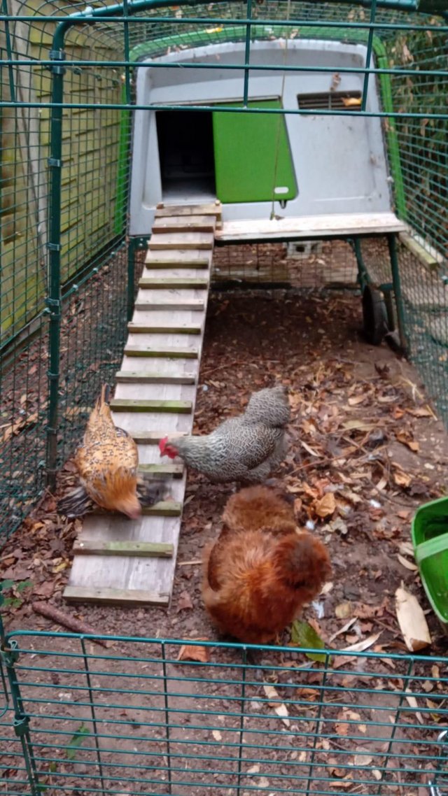 X3 bantum hens 1 x silkie 2 x sablepoot — photo 2 of 3