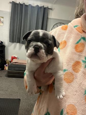 Image 6 of KC registered French bulldog puppies