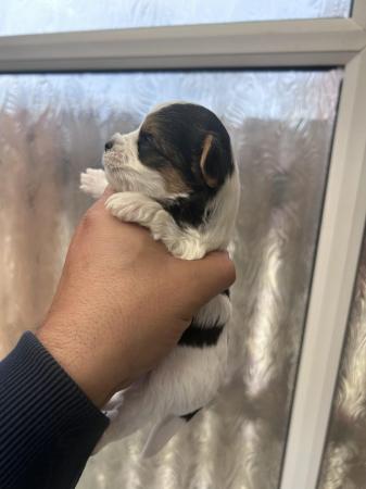 Image 10 of Very meautiful mini Biewer puppies for sale