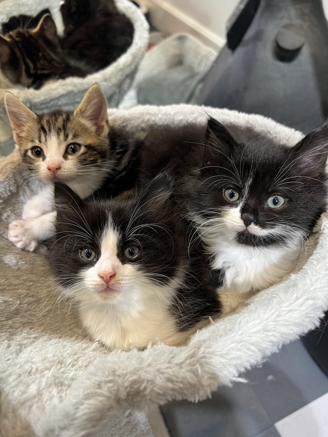 Preview of the first image of 7x Kittens. Almost Ready for New Home.