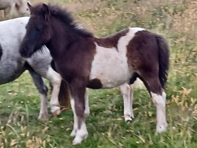 Preview of the first image of Standard Yearling Shetland Piebald registered Colt.