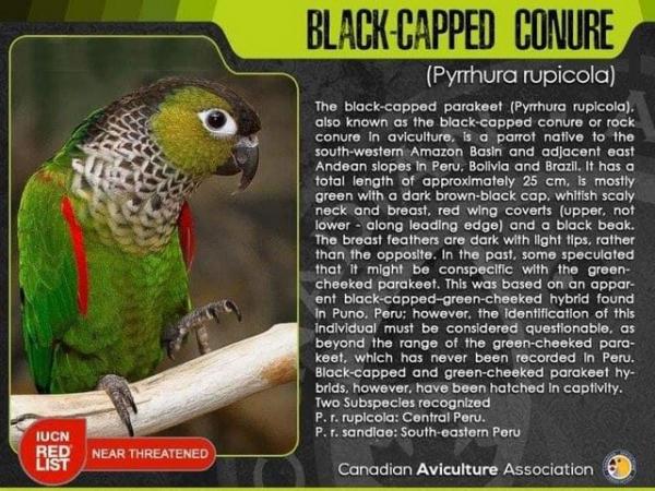 Image 2 of Black Capped Conures DNA sexed males 2023