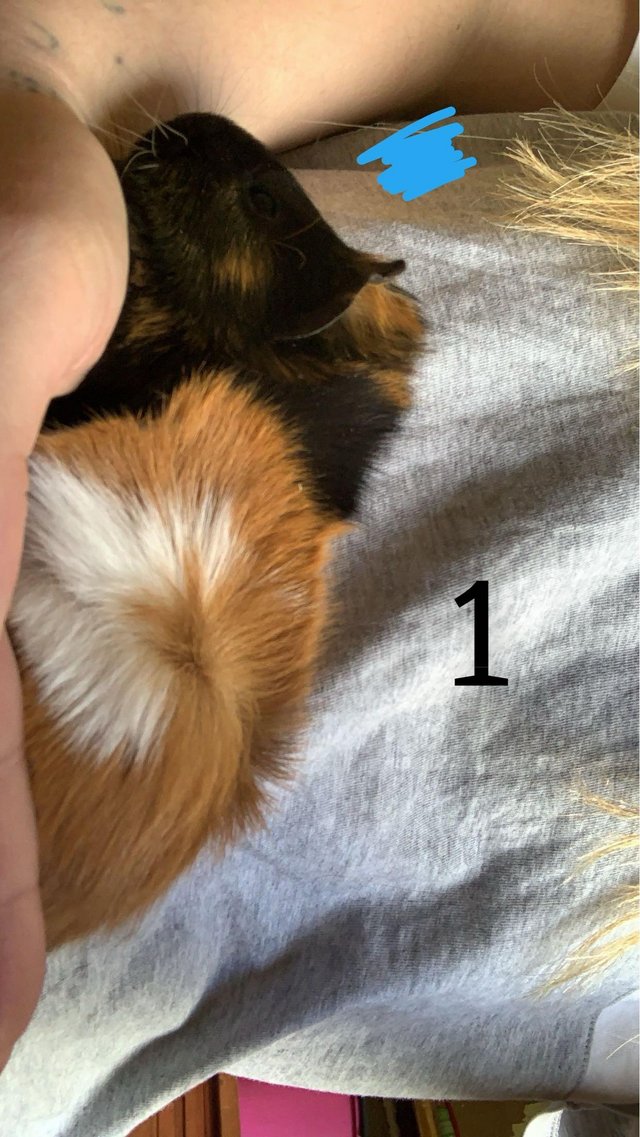 Preview of the first image of Female and male Guinea pigs for sale.