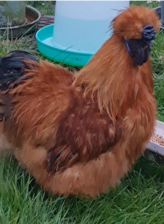 Image 1 of Large gold silkie m  also bantam  white m   pm for photo