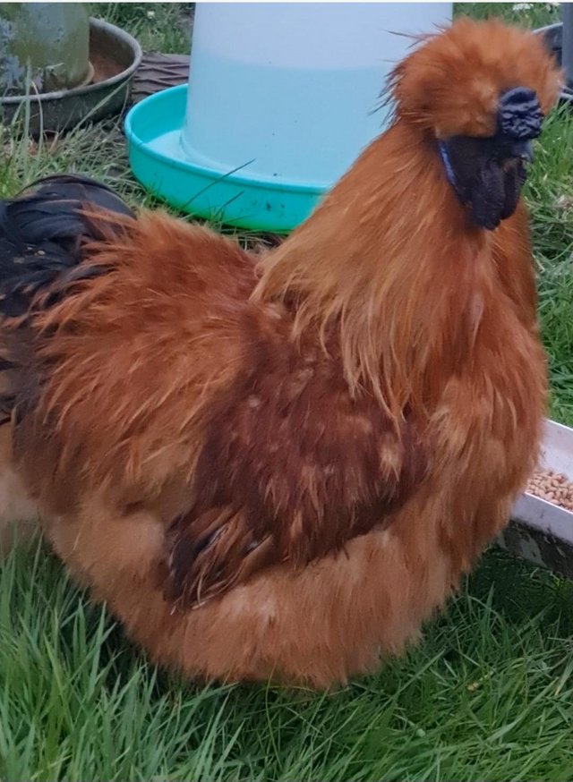 Preview of the first image of Large gold silkie m  also bantam  white m   pm for photo.