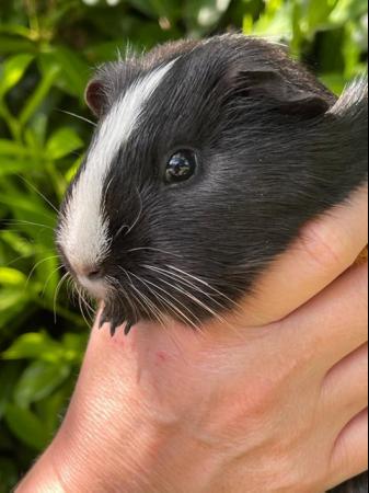 Image 5 of 1 year old female guinea pigs