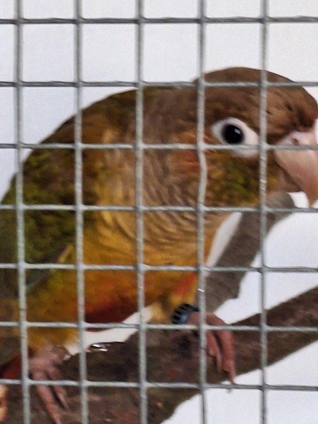 Preview of the first image of Mutation greencheeked conures.
