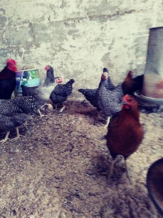 Image 1 of Point Of Lay Hybrid Hens