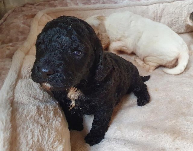 Preview of the first image of 1 Cockapoo puppy boy available from tested parents.