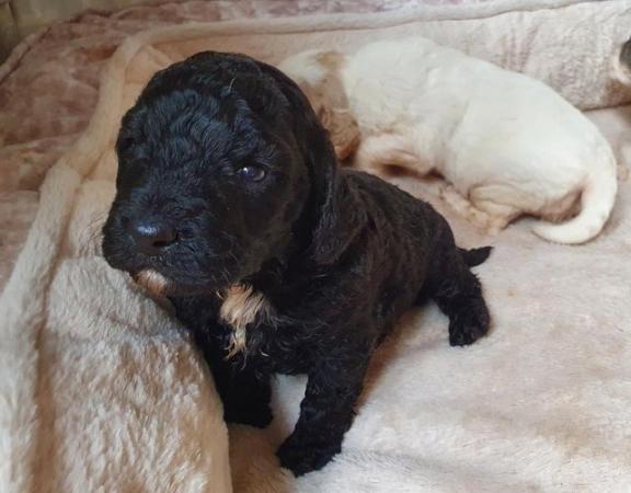 Image 1 of 1 Cockapoo puppy boy available from tested parents