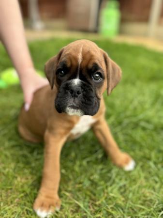 Image 1 of Stunningly Perfect 6 week old KC Pedigree Boxer puppies.