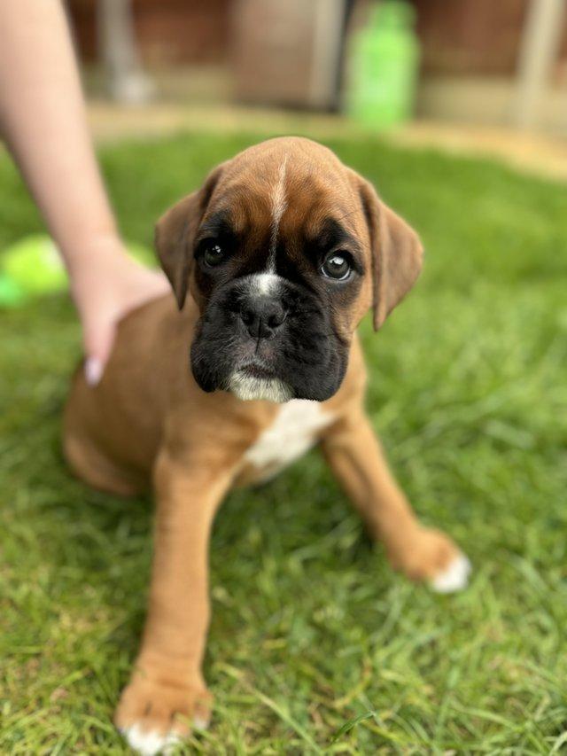 Preview of the first image of Stunningly Perfect 6 week old KC Pedigree Boxer puppies..