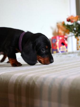 Image 3 of Beautiful Dachshund smooth haired Black and Tan pups