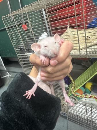 Image 3 of Rex/hairless babies looking for new homes ??
