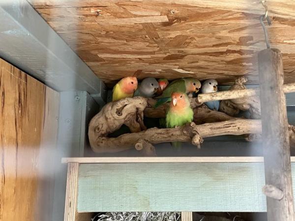Image 1 of Young lovebirds for sale