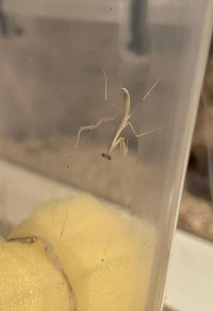 Image 4 of Captive bred Praying mantis for sale