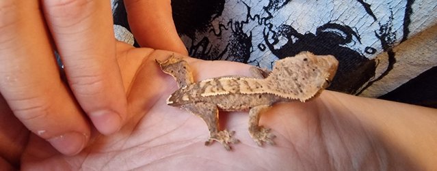 Preview of the first image of Baby crested geckos for sale.