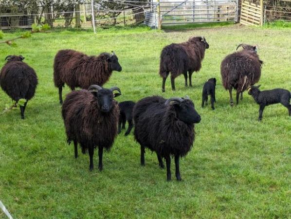 Image 3 of Hebridean Starter Flock, Ewes, Lambs and Shearling ewes.