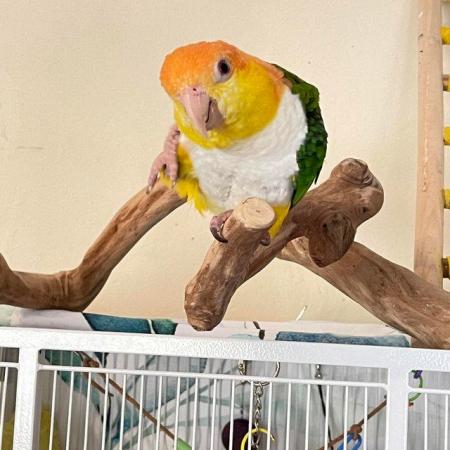 Image 2 of Caique yellow thigh parrot hand tame inc delivery allaranged