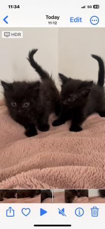 Image 8 of 1 female left , black kittens for sale