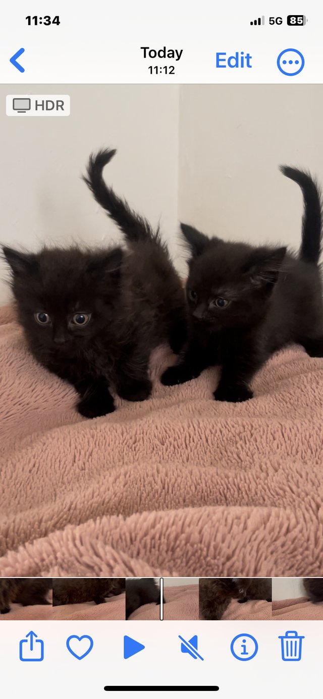 Preview of the first image of 2 black kittens for sale.