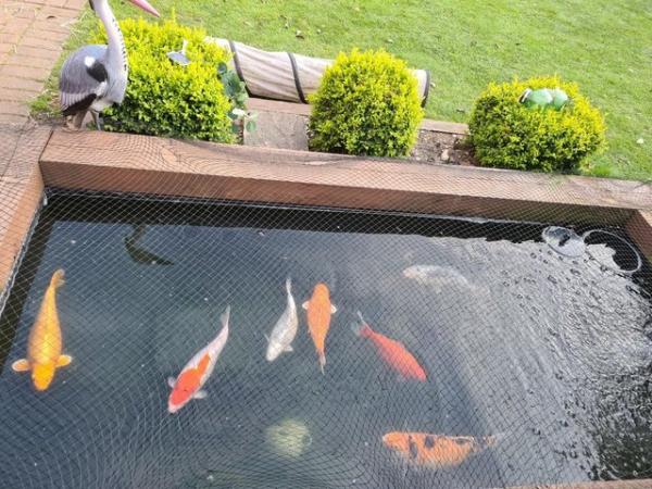 Image 3 of Seven large koi fish for sale