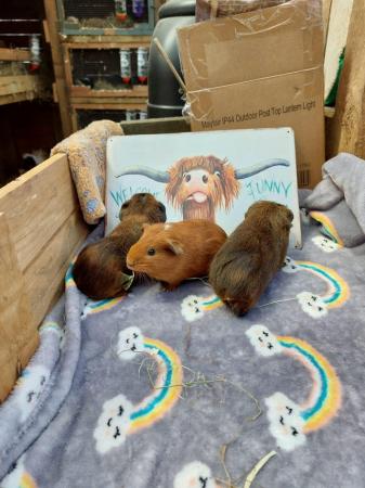 Image 4 of 5 week old baby guinea pigs