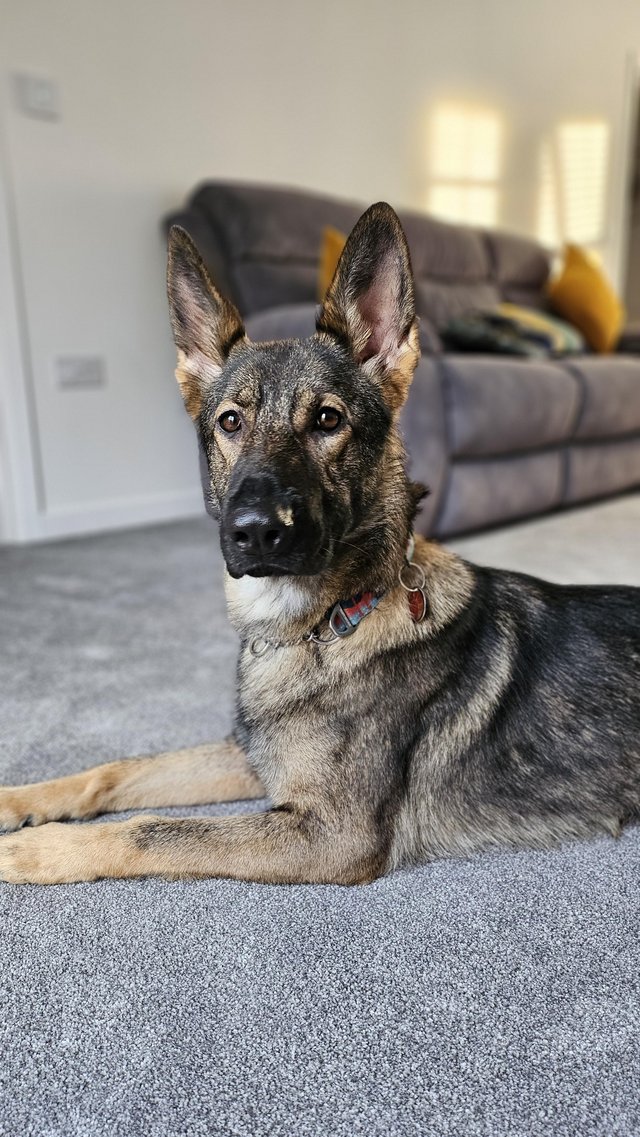 Preview of the first image of Beautiful/kind Czech GSD 18mths.