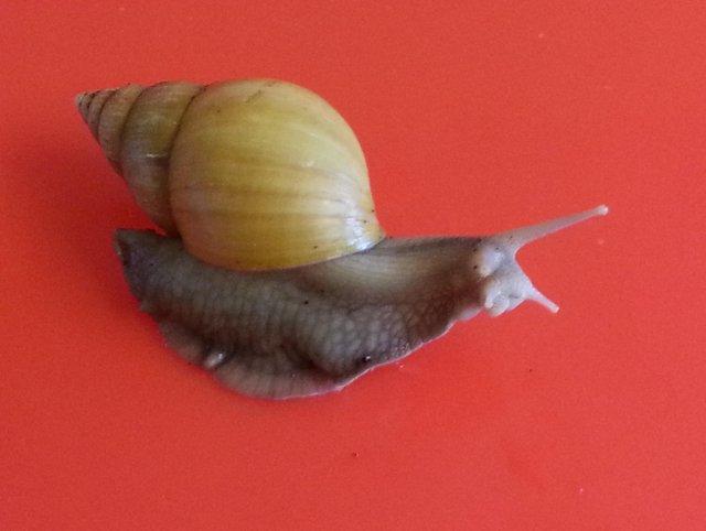 Preview of the first image of RODATZI GIANT AFRICAN LAND SNAILS..