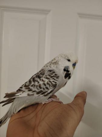 Image 3 of Beautiful Hand Tame Exhibition Budgie