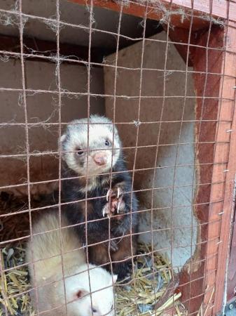Image 3 of Ferrets , male and female pair