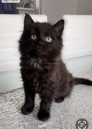 Image 9 of 1 female left , black kittens for sale